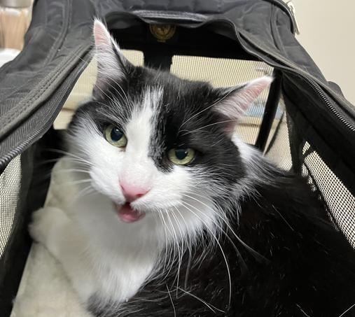Medium-hair tuxedo cat in a cat carrier, staring unhappily into the camera and doing a bit of a tongue blep.