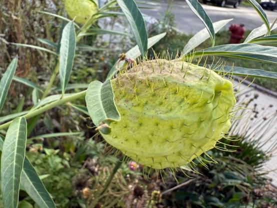 A close-up of a green, spiky seed pod hanging from a plant, surrounded by leaves and other vegetation. Some blurred background elements include a road and parked cars. Called Balloon or Puffball Milkweed and nicknamed Hairy Balls.
