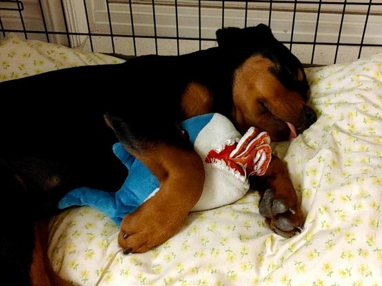 A picture of Tyson (the Rottweiler) as a puppy and giving a blep. He's sleeping. He's also hugging a shark plushie.
