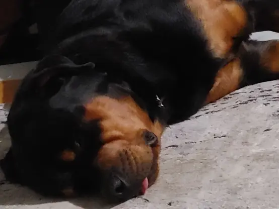 A picture of Tyson as an adult dog. He's giving a blep while sleeping on the carpet.