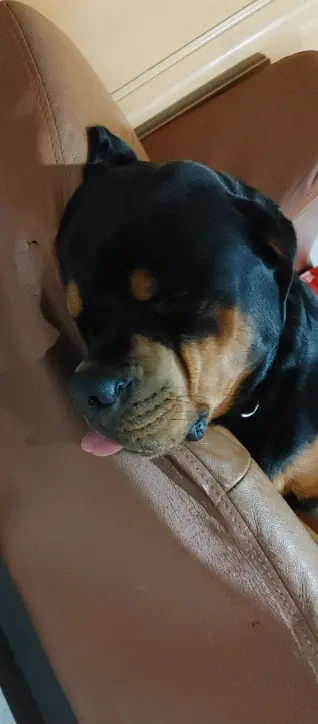 Another picture of adult dog Tyson. He's giving another blep while sleeping. This time he's on a couch and his head is hanging off the edge a bit.
