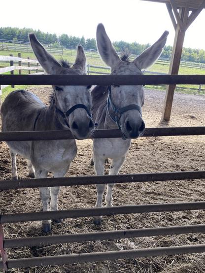 Two shaggy gray donkeys standing behind a gate, wanting some attention stat. Their noses are peaking through the bars of the gate