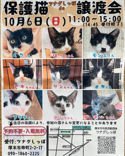 保護猫譲渡会（2024年10月6日開催）告知ポスター。9匹の仔猫の写真を掲載。