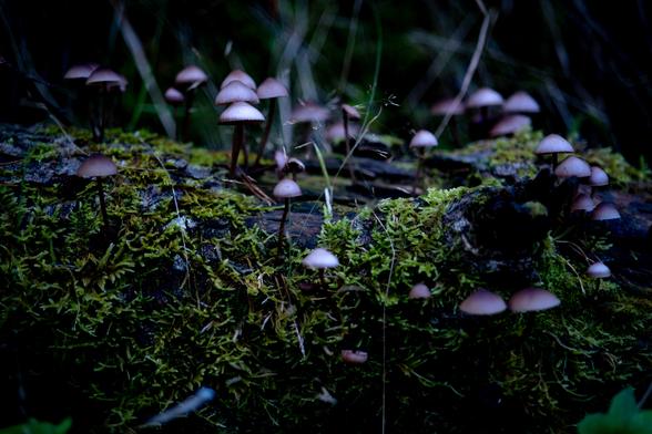 Conjunt de bolets al bell mig d'un bosc pirinenc