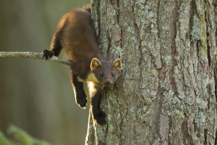 a pine marten, balanced on a small tree branch, making eye contact with the photographer and leaning on a large tree trunk