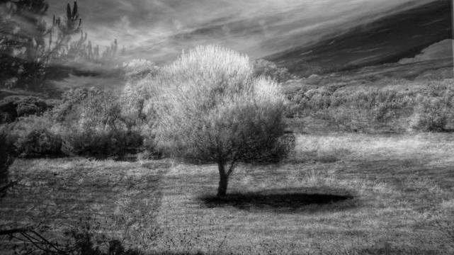 A series of stacked infrared images of a tree.