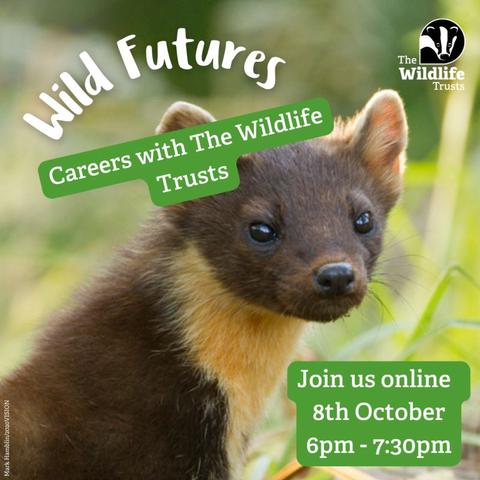 A lovely image of a Pine Marten with the Wildlife Trust logo in the top right corner White text "Wild Futures" and then with a green bakcground:
"Careers with The Wildife Trusts"
"Join us online 8th October 6pm - 7.30pm"