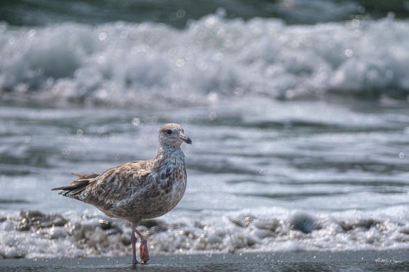 American Herring Gull (Larus argentatus ssp. smithsonianus)