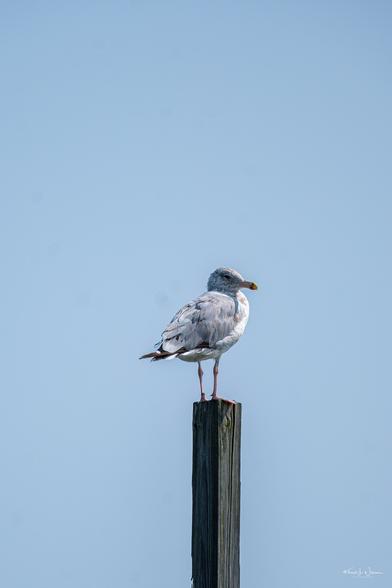 American Herring Gull (Larus argentatus ssp. smithsonianus)