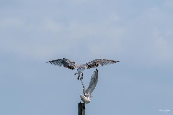 American Herring Gull (Larus argentatus ssp. smithsonianus)