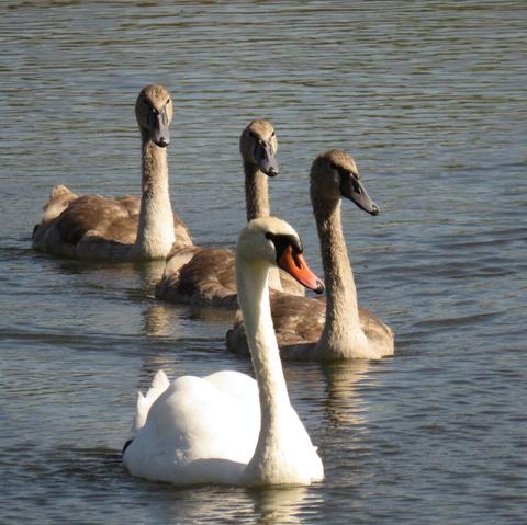 Picture of four mute swans swimming from left to right towards the camera in a diagonal, so their front and one side are visible. The first one, the one leading them is an adult. Its plumage is white. Its beak is orange with a black tip and knob on top. The area from its eye to its beak is also black. Behind it follows three young swans. The difference between them is that their plumage is a lighter brown, their beaks are a dark grey color, and their knob is smaller. The water is greyish blue.

Kél négy bütykös hattyúról a vízen. Átlósan úsznak a fényképezőgép felé, balról jobbra, tehát szemből és oldalról is látszódnak. Az első amelyik vezeti őket a felnőtt. Ennek tollazata fehér. Csőre narancssárga, hegye fekete, és a tetején egy bütyök van. A szemétől a csőréig lévő rész is fekete. Ezt követi a három fiatal hattyú. Ezek annyiban különböznek a felnőttől, hogy tollazatuk világosbarna, csőrük sötétszürke színű, bütykük kisebb. A víz szürkéskék.