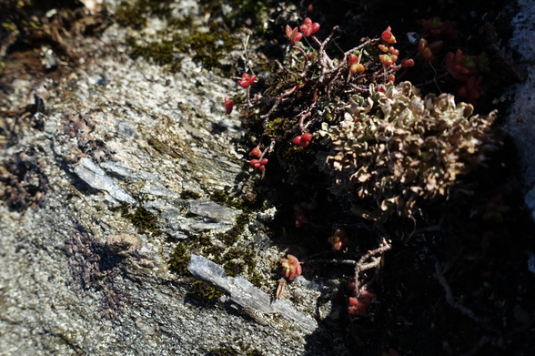 A close-up view of a rock surface, with peay, lichen and a little plant with fat red leaves on the right of the eimage. From the bottom centre to centre-right, several blue-grey elongate crystals can be seen.