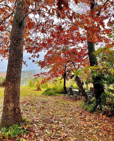 My yard in October but from a couple years ago because I’m definitely still in bed