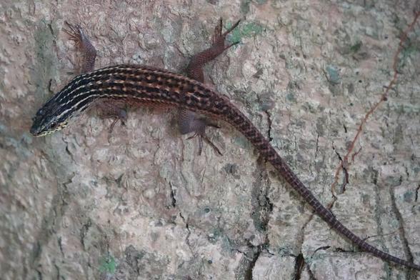A skink with a mainly dark brown upperside towards the front of the body, changing to orange-brown towards the rear. A series of thin, broken, yellowish stripes running along the full length of the body.