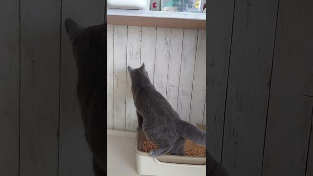 【猫動画】どこまで砂かきするの？ #shorts #猫 #ネコ #シャルトリュー #cat #ねこ #保護猫