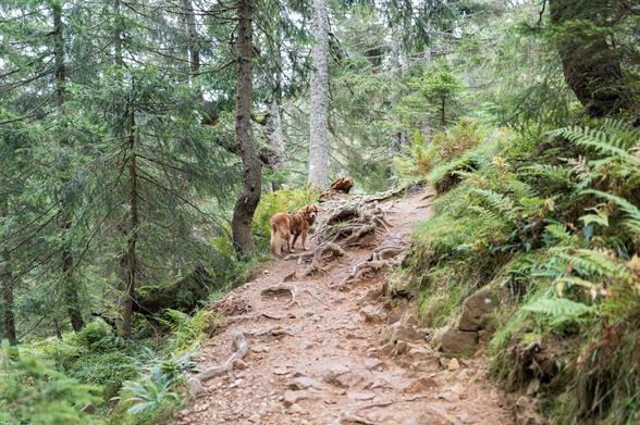 Image of a small red-haired dog standing in the middle distance on the left side of a wet, ascending forest path overgrow by roots in many places. To the left there are lots of trees on a downward slope, on the right bushes, ferns, and trees line the path.