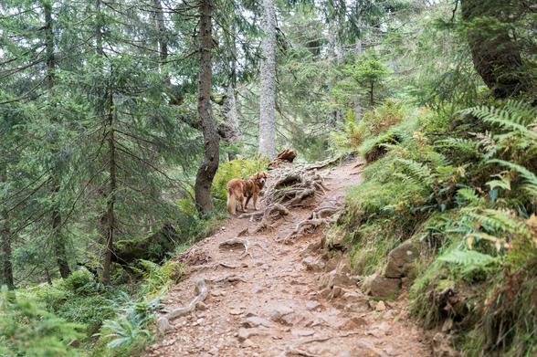 Image of a small red-haired dog standing in the middle distance on the left side of a wet, ascending forest path overgrow by roots in many places. To the left there are lots of trees on a downward slope, on the right bushes, ferns, and trees line the path.