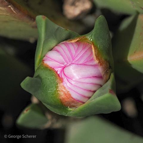 Close up view of a sour fig flower bud, in the process of blooming.  The green leaves have opened revealing a bunch of red and yellow petals tightly pressed together in a ball.