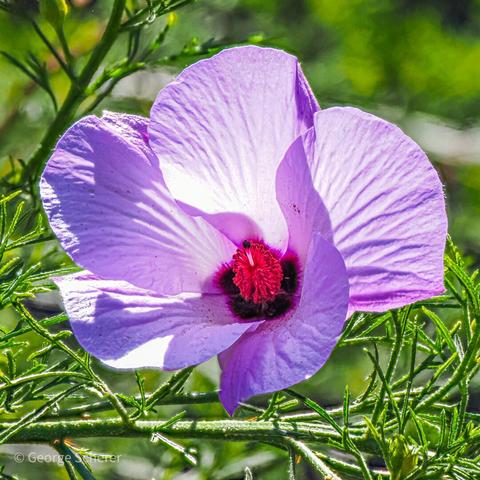 Close up of a hibiscus flower, with white and lavendar petals, and a bright pink stamen in the middle.  In the background are green leaves and branches.