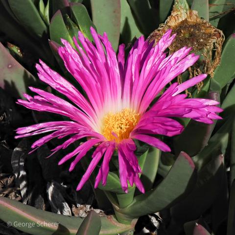 Close-up view of a sour fig flower, with pink and red petals, and a cluster of yellow stamens at the center.  There are green leaves in the background.