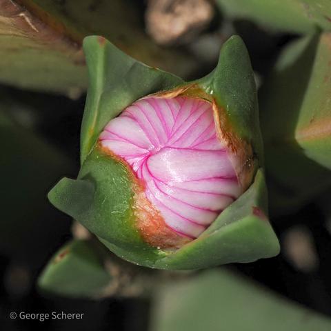 Close up view of a sour fig flower bud, in the process of blooming.  The green leaves have opened revealing a bunch of red and yellow petals tightly pressed together in a ball.