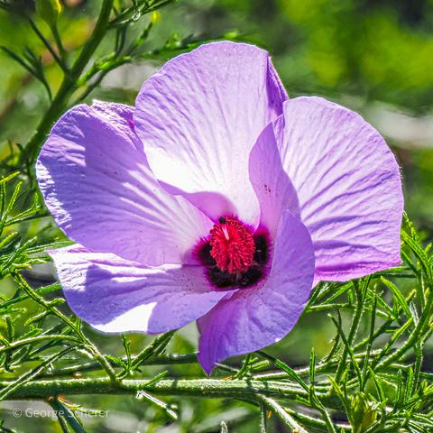 Close up of a hibiscus flower, with white and lavendar petals, and a bright pink stamen in the middle.  In the background are green leaves and branches.