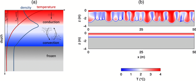 Illustration of underground convection and permafrost thaw. On the left: temperature and density of the water in Arctic soil varies with depth. The temperature decreases with depth, but because water is densest at 4 degrees Celsius, the density is greatest at a shallower depth than the freezing interface. As a result of this unstable configuration (dense water over less dense water), convection can occur (right side).