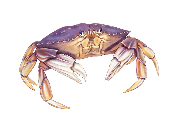 A Dungeness Crab