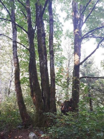 a stand of big leaf maple trees growing from a single trunk in a mixed deciduous forest - the day is overcast and the forest is dim shades of green and brown.