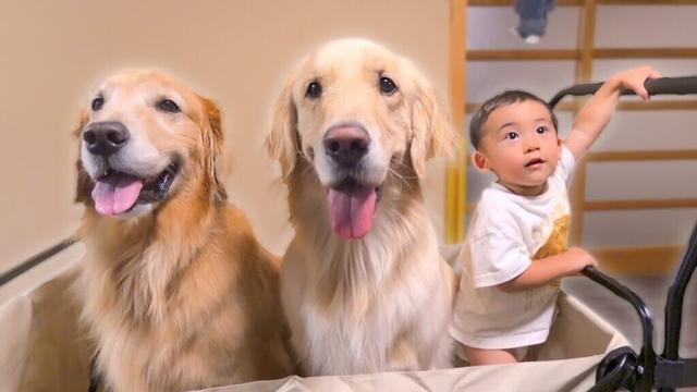 カートにギュウギュウ詰めで移動する三兄弟が可愛すぎるww
