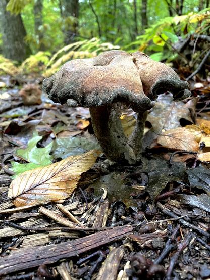 A close-up of a mushroom with a wavy cap, surrounded by fallen leaves and forest debris, set against a lush green background of trees.