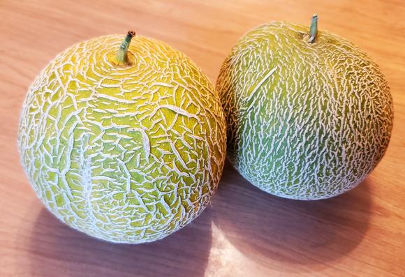 2 freshly harvested galia cantaloupe melons.