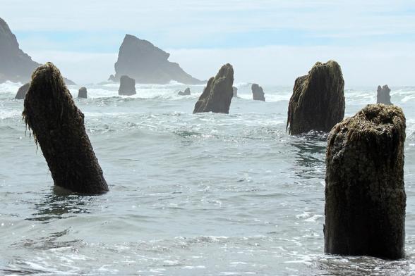 photo - Neskowin Ghost Forest, Oregon
