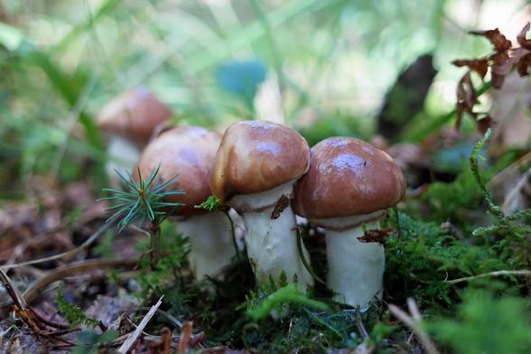 A bunch of young specimens of slippery jack mushrooms (Suillus luteus) growing in grass, moss and dwarf fern. Their white partial veil, attached to their upper stem, still encloses the spores. The stems are snow white and their caps are chestnut brown in colour. The skin on their cap is shiny and wet in appearance. I collected a few of these for a mixed mushroom stew. Young specimens' stem isn't too tough so the whole mushroom can be used, except for the skin on their caps that needs to be peeled off as it would otherwise release slime during cooking. They're not the tastiest mushrooms around on their own, but they do add to the umami flavour in mixed mushroom dishes.