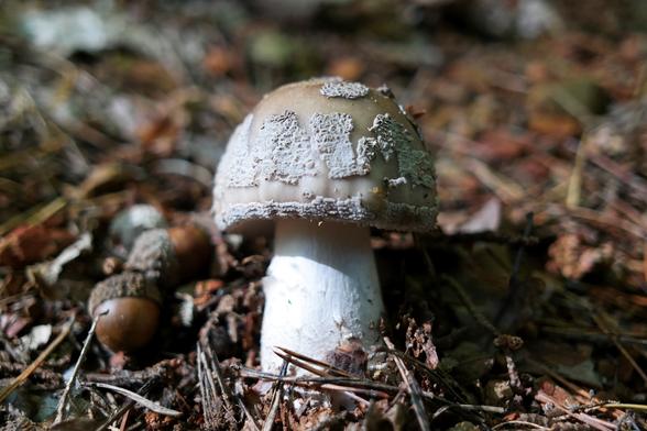 A young specimen of the blusher mushroom (Amanita rubescens) growing on a clear patch of a mixed forest covered in brown and gray, decaying conifer needles, fallen leaves, some twigs and a couple of acorns next to it. Its stem is at this stage still entirely white while its cap is semi-lobed and partially covered in warts.   Blushers are technically edible if heat treated but, due to possible confusion with the false blusher mushroom (Amanita pantherina) that is seriously toxic, I never collect them.