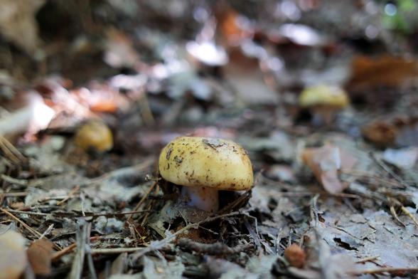 Three young specimens of a yellow russula mushroom (Russula claroflava). They grow in slightly muddy soil covered in fallen conifer needles and other decaying matter. Mushrooms are still a bit dirtied on their caps by this mud they had to pop out of. Their stems are entirely white and their caps are pale yellow in colour. They're edible but not of a particularly distinct taste. They can also be confused with some other very similar looking species of mushrooms that are mildly toxic and cause symptoms of mild poisoning so I'm not inclined towards picking them.