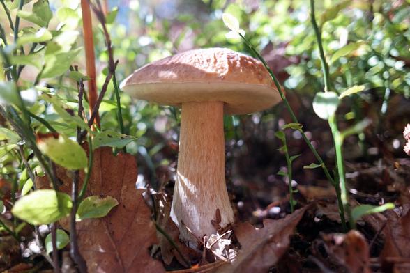 A near perfect specimen of a penny bun mushroom (Boletus edulis) growing in thick undergrowth of mostly blueberry bushes in a sunny mixed forest. It's a fully developed but still relatively young specimen with the spongy underside of its cap slowly turning into its ultimately green colour but is still creamy yellow-green at this stage. Its stem is club-shaped with the thicker, slightly bulbous bottom part mostly white and becoming ginger-brown towards the remaining two thirds of it. Its cap is hazel with a hint of orange in colour and is illuminated by strong sunlight. This is a choice edible mushroom so we had it, along with some other boletes, in a sauce with udon noodles for lunch today and it was delicious!