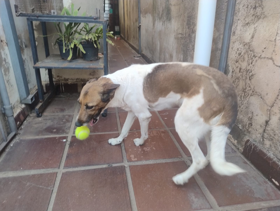 Uma cachorra de médio porte com cabeça castanha e corpo branco com grandes manchas castanhas.