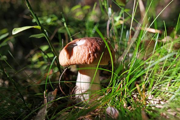 A single, young penny bun mushroom (Boletus edulis) growing out of tall thin grass and some blueberry bushes on a bright sunny autumn day. Mushroom's cap is slightly indented towards the top due to slug damage, but that's really a good sign for foragers that the mushroom will be free of fungus gnat larvae as even slugs won't touch those. And, since it exposes cap's inner colour, it also makes it more visible as they can otherwise be easily missed.