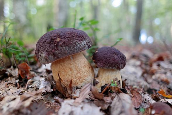 A couple of perfect specimens of young pinewood king bolete mushrooms (Boletus pinophilus) growing side by side. Actually, there's three of them in the photo, another, smaller one is barely visible in the bottom right corner of the photo. These are choice edible mushrooms of excellent taste and texture and can be used in all kinds of dishes and preserve well for later use, too. Top find of the day!