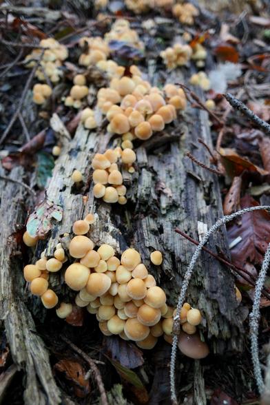 A numerous crop of sulphur tuft mushrooms (Hypholoma fasciculare) invading a decaying trunk of a fallen tree. They're poisonous, bitter and of off-putting scent when older but they can, in my opinion, be cute in a tight bunch like the one on the photo. Plus, they glow fluorescent green when illuminated by UV light!!