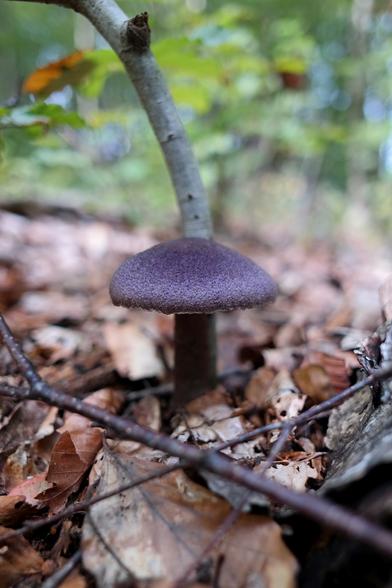 A photo of a single violet webcap mushroom (Cortinarius violaceus). Or, the Deep Purple mushroom, as I call it :) The mushroom is completely dark purple, stem to cap and its cap has a lovely, suede texture. They're supposedly edible if heat treated but of indiscernible taste so I don't bother collecting them. They're otherwise not particularly rare and can grow in large numbers in select patches of the woods when conditions are right.