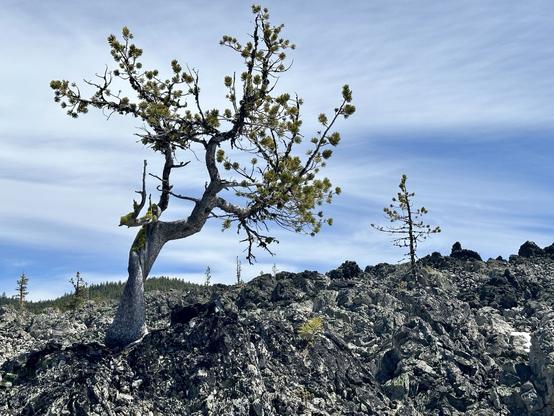 A twisted tree with green buds stands on a rocky volcano landscape under a bright sky. More sparse trees are visible in the background among the lava rocks. Life would be challenging for any thing here but these trees show us how to persevere!
