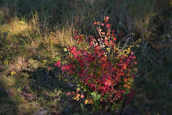 A small shrub comprised of many branches arching gently outward from base and centre. Each branch is clothed with many small maple-like leaves, in a wide range of colours from green through gold, orange, red and wine.The sun is shining through trees above and dappled afternoon  light is reaching the plant. It is surrounded by partly grazed partly knee-high grasses, mostly dry faded gold, the green of moss can be seen at soil level and there are a few other plants including dwarf birch.