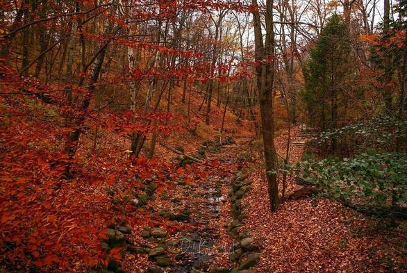 A tranquil forest scene in Grant Park, Milwaukee, Wisconsin, with vibrant red, orange, and brown leaves blanketing the ground and trees during autumn. A small stream meanders through the forest. Image at:  https://beautifulsunphotography.com/featured/fall-in-grant-park-deb-beausoleil.html See more art & blog at: https://beautifulsunphotography.com/ https://debbeautifulsunphotography.com/ https://www.zazzle.com/store/beautifulsun_designs https://debbeausoleil.com https://www.artpal.com/BeautifulSun/