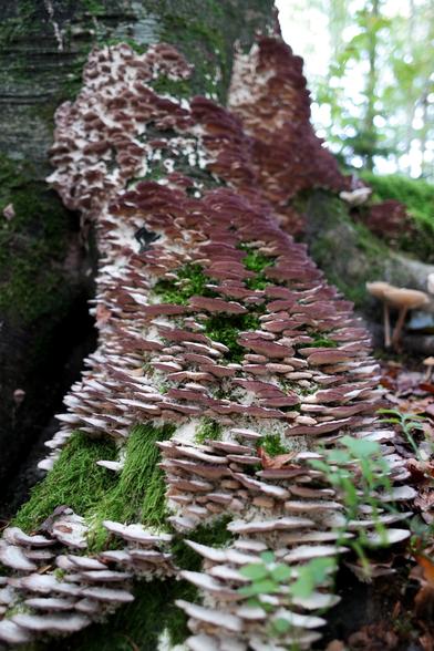 Long strands of moss poking out of a tight bunch of hairy bracket mushrooms (Trametes hirsuta) on a beech tree trunk. A few Gymnopus dryophilus mushrooms can be seen growing next to the tree in the background, too.