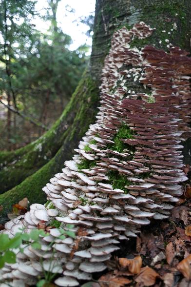 Side view of the tree trunk mentioned in the post's main body shows numerous "scales" of fruiting bodies of hairy bracket mushrooms (Trametes hirsuta) with the tight space between them covered in moss. From this side, other parts of the base of the tree are visible that are completely covered in moss with few or no fungi on them.