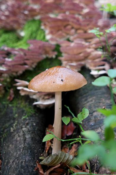 A single Gymnopus dryophilus mushroom growing in front of the beech tree covered in moss and hairy bracket mushrooms