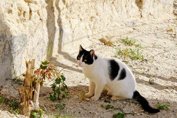 Photo of a white cat with black spots.