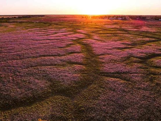A vast field covered in a blanket of purple flowers stretches toward the horizon, illuminated by the setting sun.